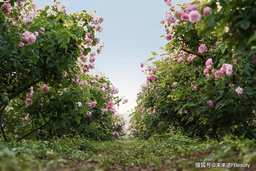 半亩花田的“花”式创新密码开元棋牌解码618霸榜背后(图3)